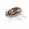 Rhinoceros Beetle Sculpture in Gold by Mambo Unlimited Ideas 1