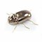 Rhinoceros Beetle Sculpture in Gold by Mambo Unlimited Ideas, Image 1