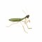 Scultura Praying Mantis di Mambo Unlimited Ideas, Immagine 1