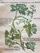 Vintage Disease of the Vines Poster on Toile 2