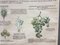 Vintage Disease of the Vines Poster on Toile, Image 6