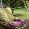 Bubble Hanging Chair from Studio Stirling 20