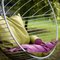 Chaise Suspendue Bubble de Studio Stirling 20