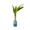 LIO Single Stem Vase by Laura-Jane Atkinson 1
