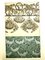 Litografía Original con motivo de plantas de Alfons Mucha, 1903, Imagen 2