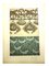 Plants Original Lithografie von Alfons Mucha, 1903 1