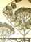 Litografia Plants vintage di Alfons Mucha, 1903, Immagine 7