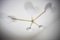Stella Starfish Chrom Lucid Decken- oder Wandlampe aus Messing & Opalglas von Design for Macha 2