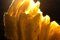 Sun Yellow Merino Wool Felted Flame Object by Margaret van Bekkum 6