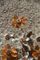 Applique floreali Mid-Century in cristallo, Francia, set di 2, Immagine 7