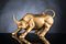 Opaque Gold Ceramic Wall Street Bull Sculpture from VGnewtrend, Image 1
