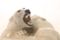 Figura de oso polar danesa vintage de Knud Kyhn para Royal Copenhagen, Imagen 2