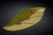 Italienischer Green Leaf Fenice Teppich von Marco Segantin für VGnewtrend 2