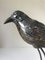 Pájaro de cerámica y alambre, años 70, Imagen 10