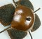 Mid Century Brutalist Iron & Copper Wall Lamp, 1960s, Image 3