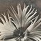 Fotografia botanica bianca e nera di Karl Blossfeldt, 1942, Immagine 6