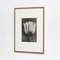 Fotografía vintage floral en blanco y negro de Karl Blossfeldt, 1942, Imagen 10