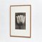 Vintage Black & White Flower Photograph by Karl Blossfeldt, 1942 10