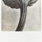 Fotografia vintage floreale in bianco e nero di Karl Blossfeldt, 1942, Immagine 3