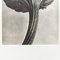 Vintage Black & White Flower Photograph by Karl Blossfeldt, 1942 3