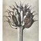 Black and White Botanic Print by Karl Blossfeldt, 1942 4
