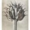 Black and White Botanic Print by Karl Blossfeldt, 1942, Image 4