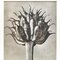 Schwarz-weißer botanischer Druck von Karl Blossfeldt, 1942 5