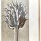 Affiche Botanique Noire et Blanche par Karl Blossfeldt, 1942 9