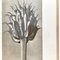 Black and White Botanic Print by Karl Blossfeldt, 1942 9