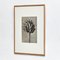 Impresión botánica en blanco y negro de Karl Blossfeldt, 1942, Imagen 13