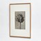 Schwarz-weißer botanischer Druck von Karl Blossfeldt, 1942 13