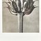 Impresión botánica en blanco y negro de Karl Blossfeldt, 1942, Imagen 6