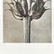 Schwarz-weißer botanischer Druck von Karl Blossfeldt, 1942 6