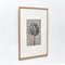 Stampa botanica bianca e nera di Karl Blossfeldt, 1942, Immagine 11