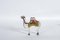 Esculturas de camellos de Abraham Palatnik, años 70. Juego de 2, Imagen 4