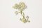Scultura da parete a forma di bonsai in ottone di Willy Daro, anni '70, Immagine 5