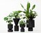 Midi Black Ada Planter by Llot Llov 3