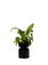 Small Black Ada Planter by Llot Llov 5