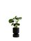 Small Black Ada Planter by Llot Llov 4