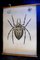 Antique Spider Zoology Poster from Karl Jansky, 1890s 1