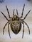 Antique Spider Zoology Poster from Karl Jansky, 1890s 2