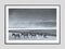 Stampa Herd of Zebra di Tim Graham, Immagine 2