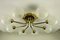 Mid-Century German Brass and Steel Ceiling Lamp from Hillebrand Lighting, Image 1