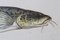 Vintage Fish Species School Charts, Set of 3, Image 6