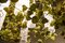 Lampada da soffitto Flower Power in vetro di Murano e Physalis di Vgnewtrend, Immagine 5
