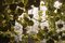 Flower Power Kronleuchter mit Behang aus Muranoglas & Kunstblumen von VGnewtrend 6