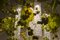 Flower Power Kronleuchter mit Behang aus Muranoglas & Kunstblumen von VGnewtrend 2