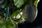 Glas Egg Deckenlampe mit Künstlicher Lotuspflanze von Vgnewtrend 4