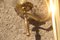 Mid-Century Italian Murano Glass & Brass Gold Sconce, 1950s, Image 6
