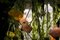 Champagnerfarbener Murano Glas Poppy Flower Power Kronleuchter von VGnewtrend 6